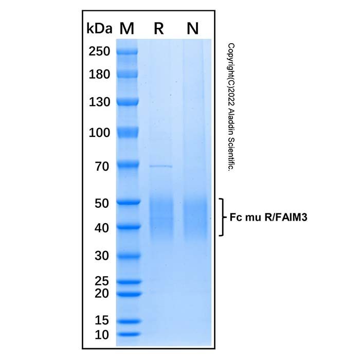 Recombinant Human Fc mu R/FAIM3 Protein