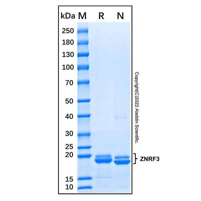Recombinant Human ZNRF3 Protein