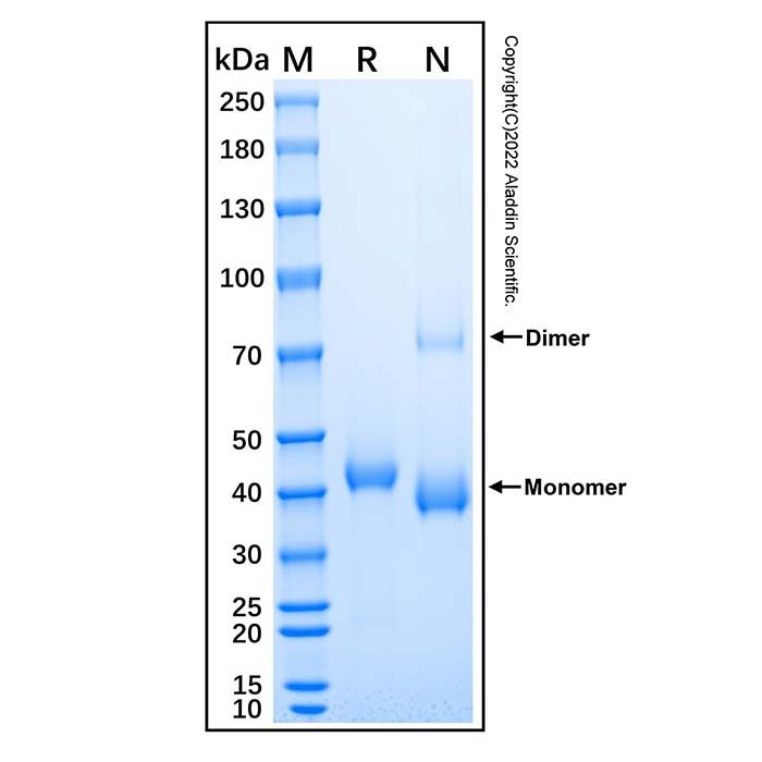 Recombinant Human Cathepsin H Protein