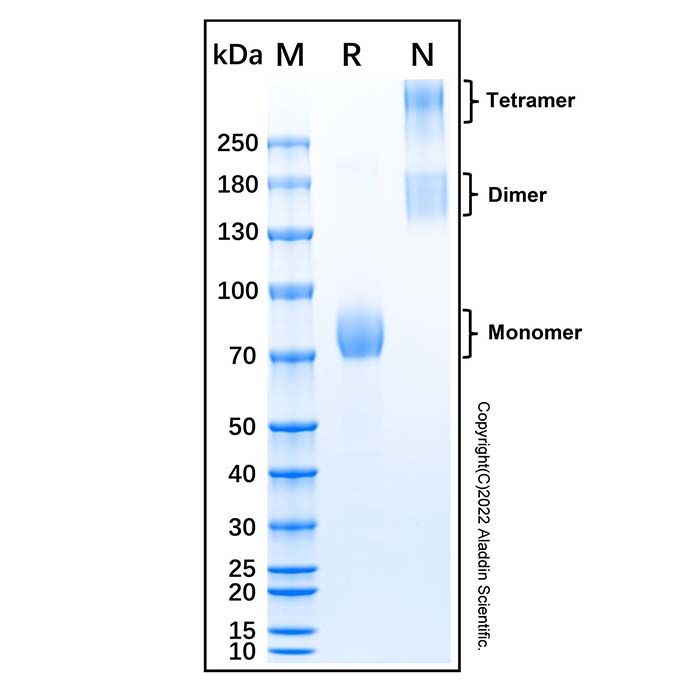 Recombinant Human IL-17RB Protein