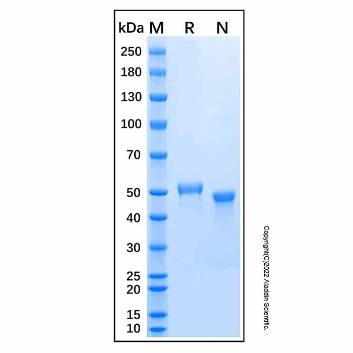 Recombinant Human GCNT1 Protein