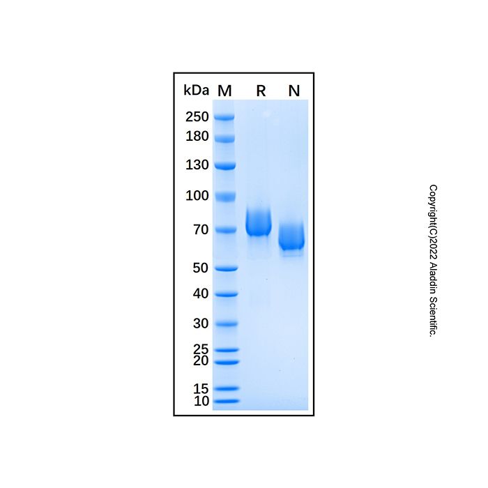 Recombinant Human EphA5 Protein