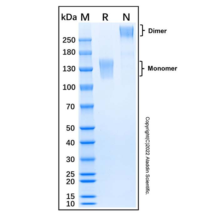 Recombinant Mouse Mer Protein