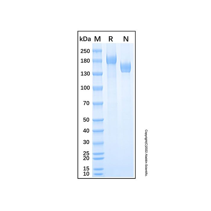 Recombinant Human IGF-II R/IGF2R Protein