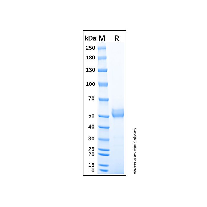 Recombinant Mouse Frizzled-2 Protein
