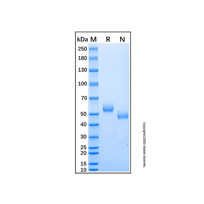 Recombinant Human HAI-1 Protein