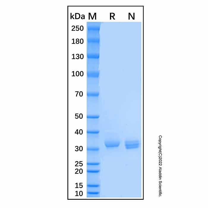 Recombinant Mouse IGFBP-2 Protein