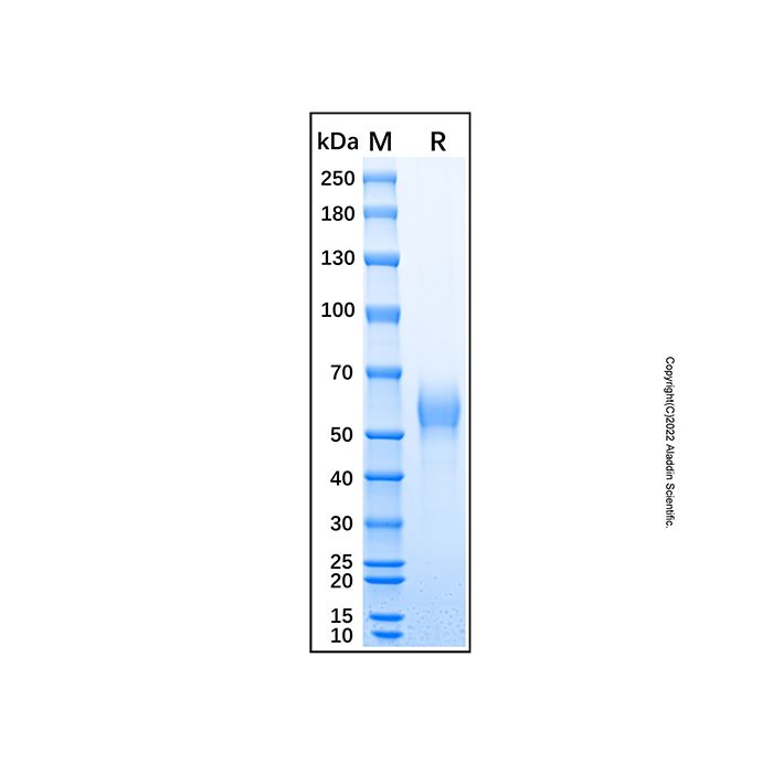 Recombinant Human CD161 Protein
