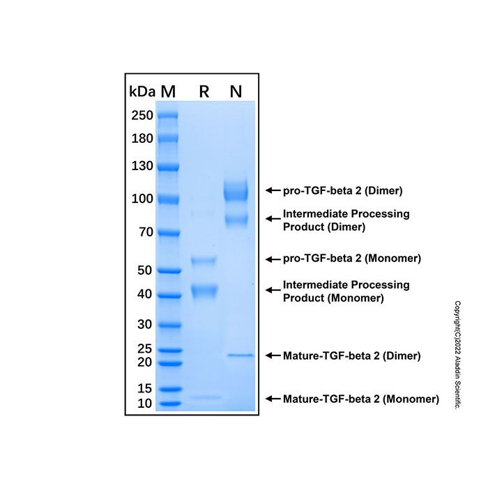 Recombinant Mouse TGF-beta 2 Protein