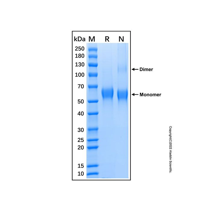 Recombinant Mouse MAdCAM-1 Protein