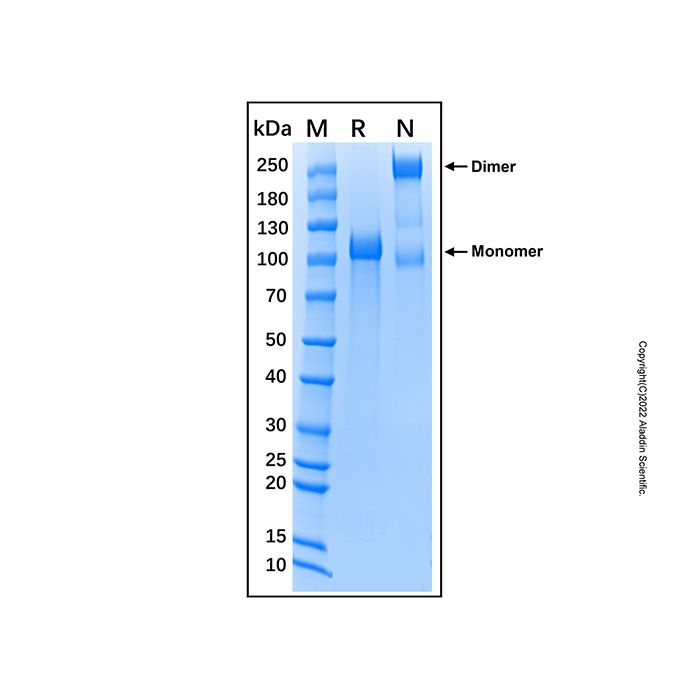 Recombinant Mouse E-Selectin/CD62E Protein