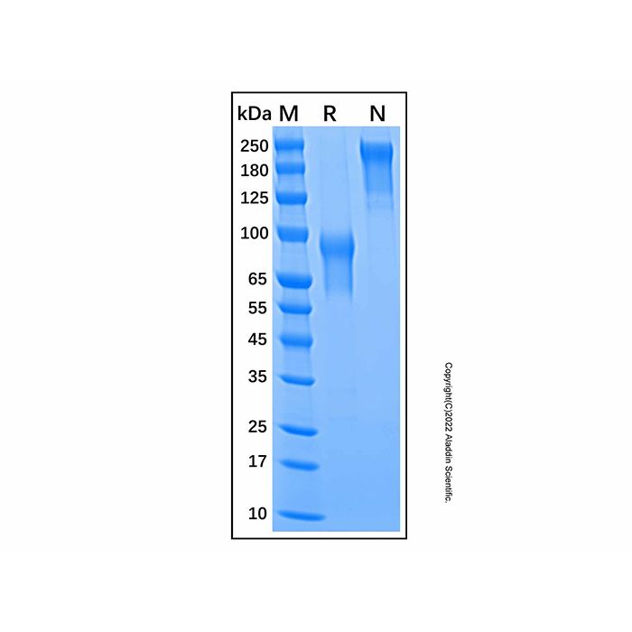 Recombinant Mouse IL-15R alpha Protein