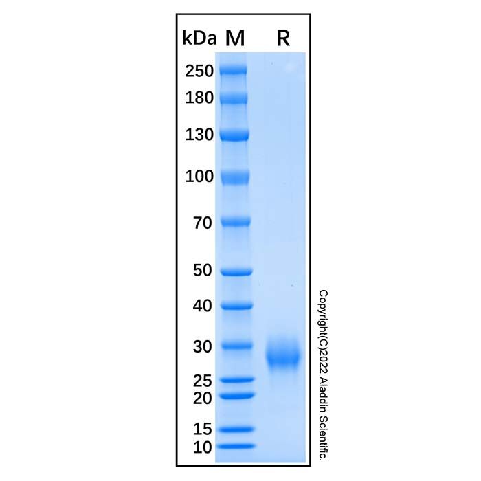 Recombinant Mouse MBL-2 Protein