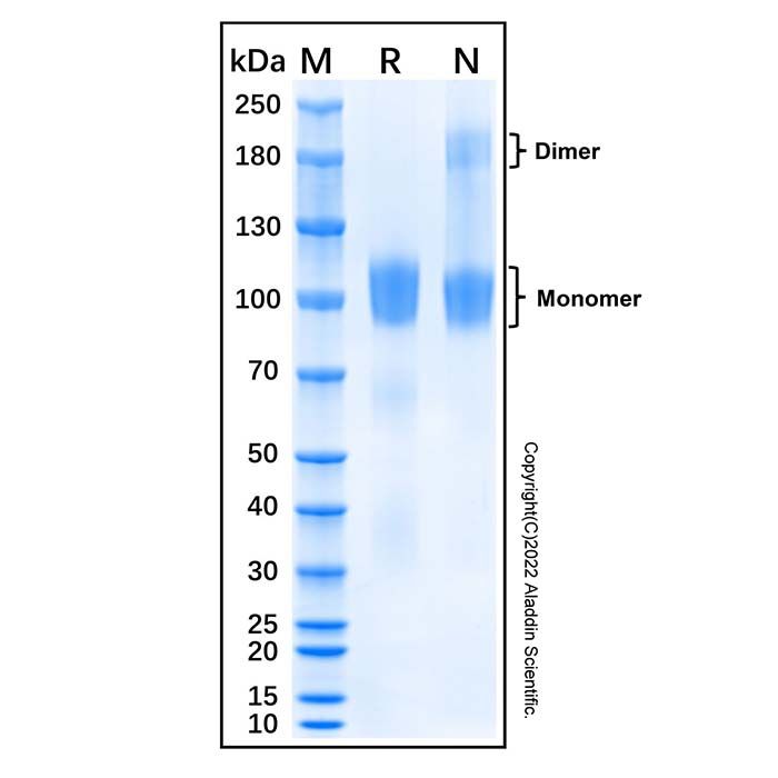 Recombinant Mouse Ret Protein