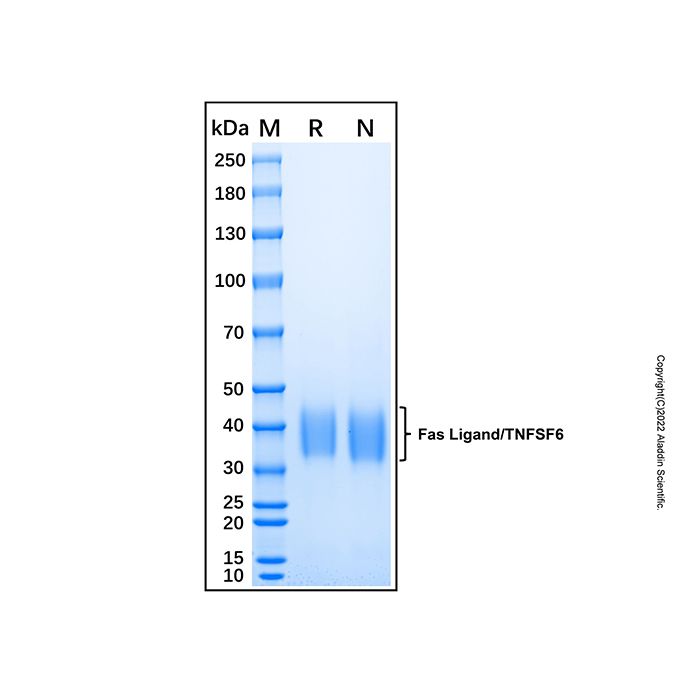 Recombinant Mouse Fas Ligand/TNFSF6 Protein