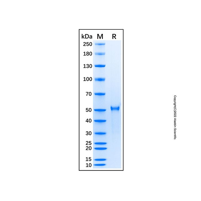 Recombinant Human ADAM10 Protein 