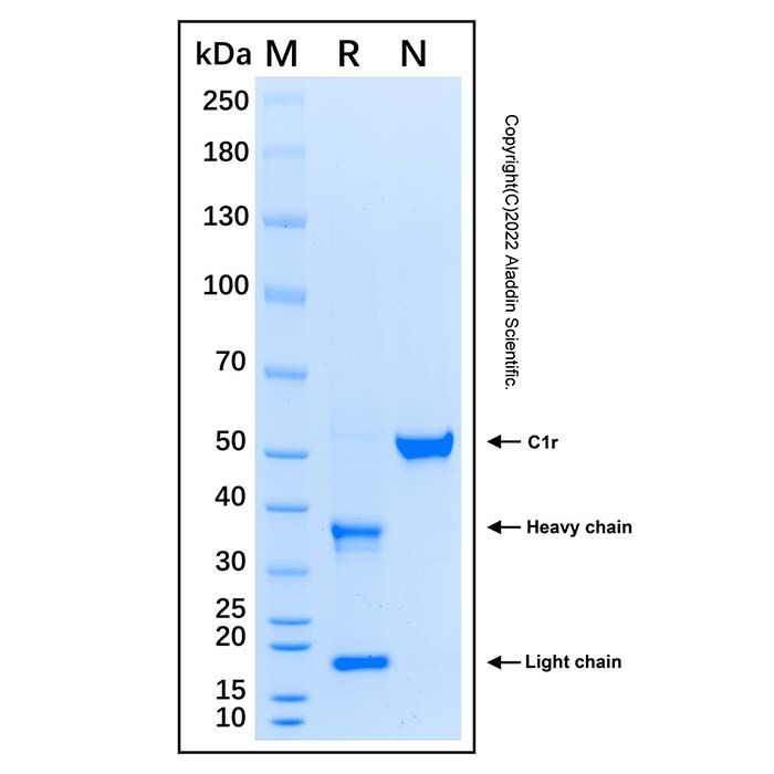 Recombinant Human Complement Component C1r Protein 