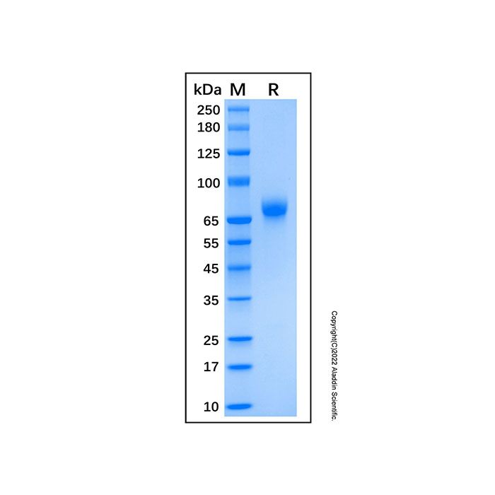 Recombinant Human CD19 protein