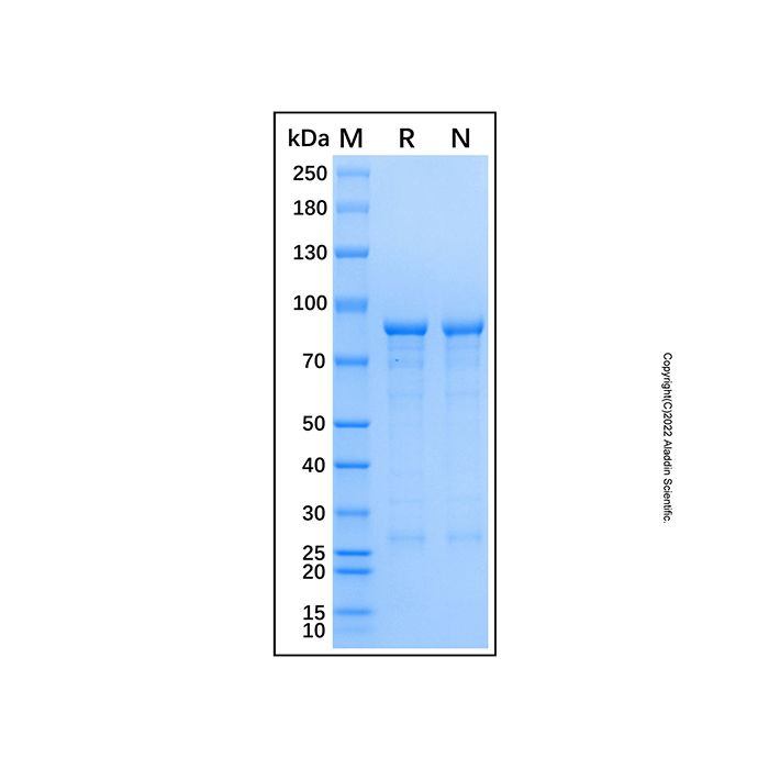 Recombinant Human HDAC1 Protein