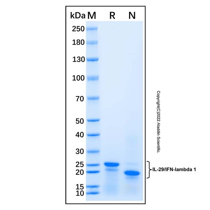 Recombinant Human IL-29/IFN-lambda 1 Protein