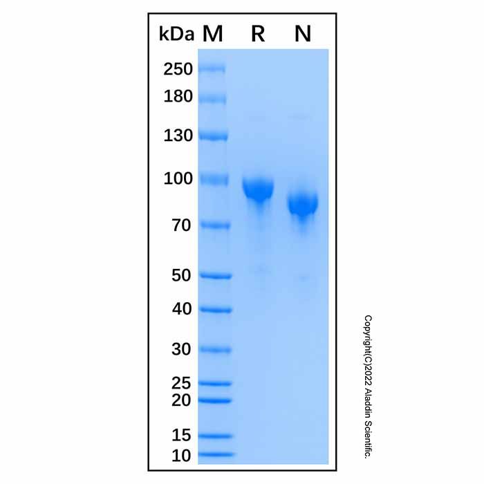 Recombinant Human Myeloperoxidase Protein