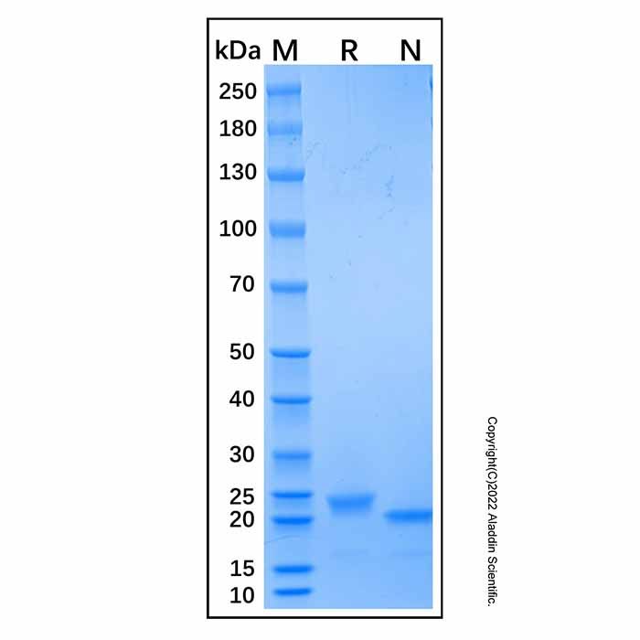 LY3540378 (Volenrelaxin), RXFP1 的激动剂