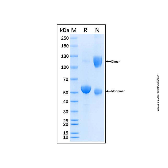 Recombinant Canine CD8 Protein