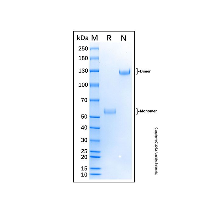 Recombinant Bovine CD8 alpha Protein