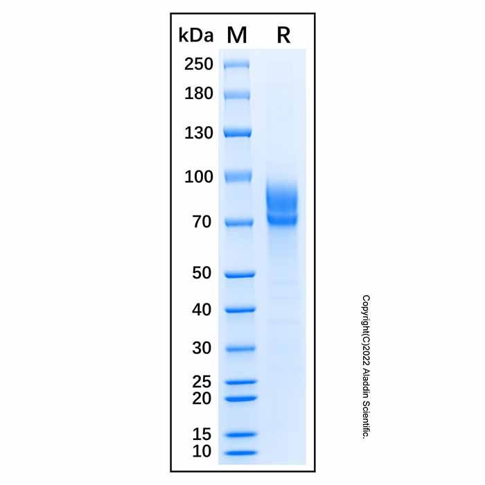 Recombinant Canis lupus CD19 Protein