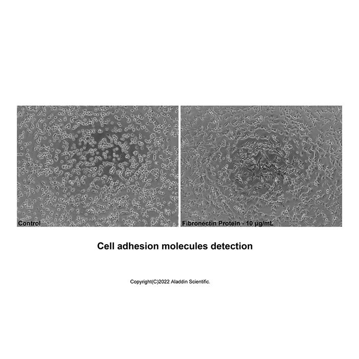 Recombinant Human Fibronectin Protein