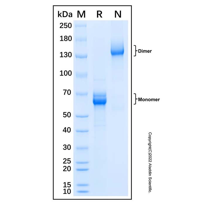 Recombinant Human LILRB4/CD85k/ILT3 Protein