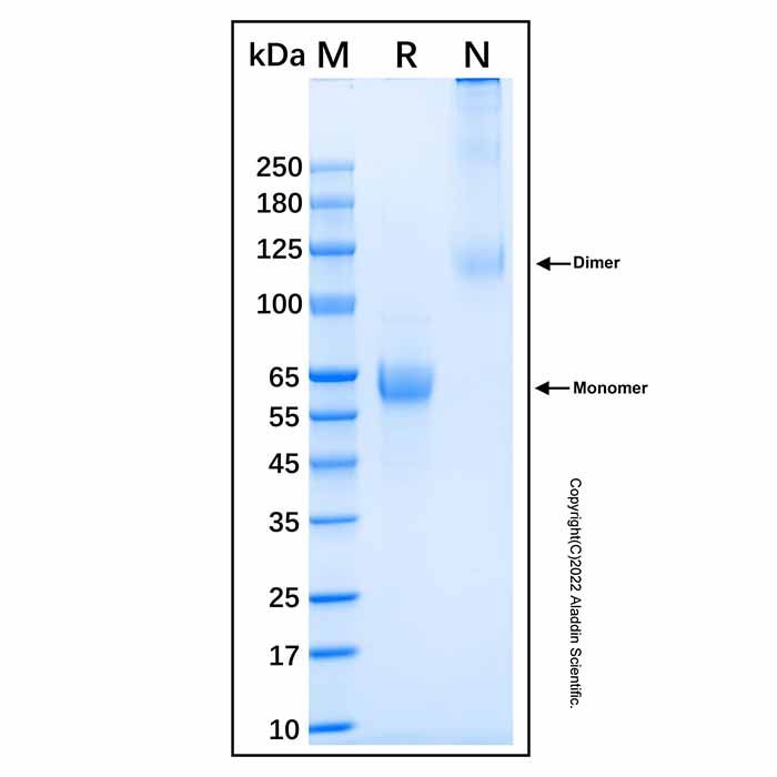 Recombinant Human IL-12 p35 (C96S) Protein