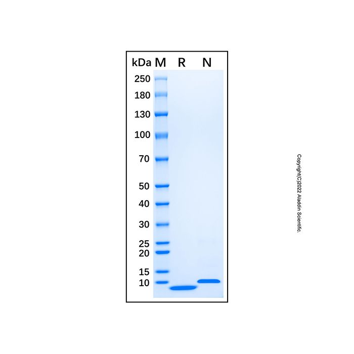 Recombinant Human CXCL3/GRO gamma Protein