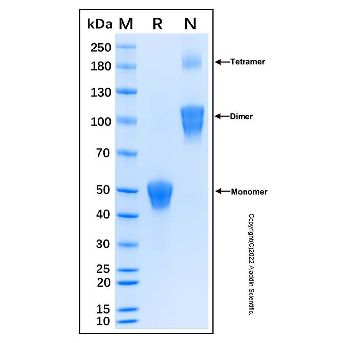 Recombinant Human ALK-1 Protein