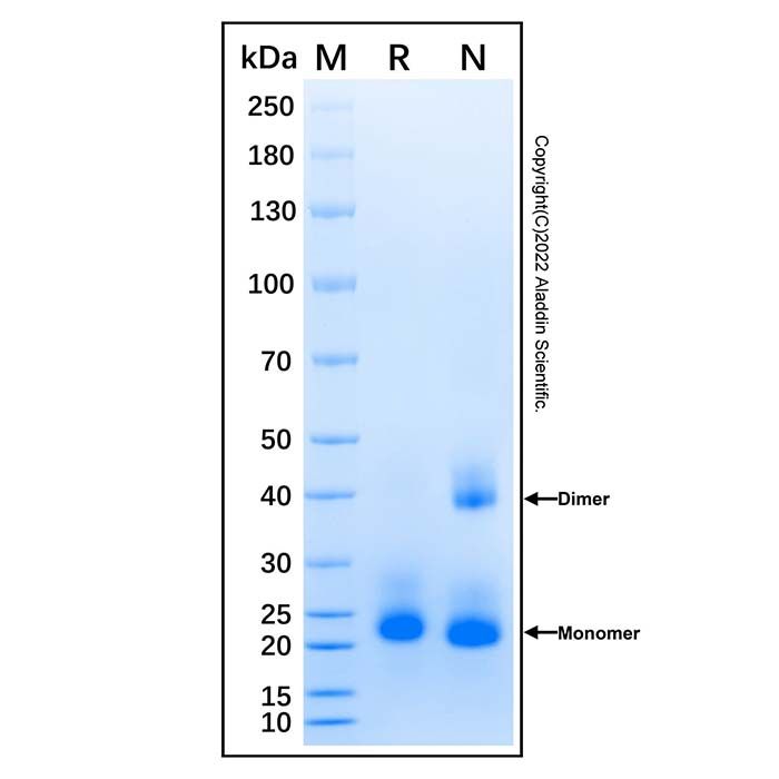 Recombinant Human CD69 Protein