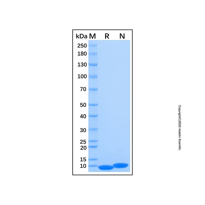 Recombinant Human CD81 Protein