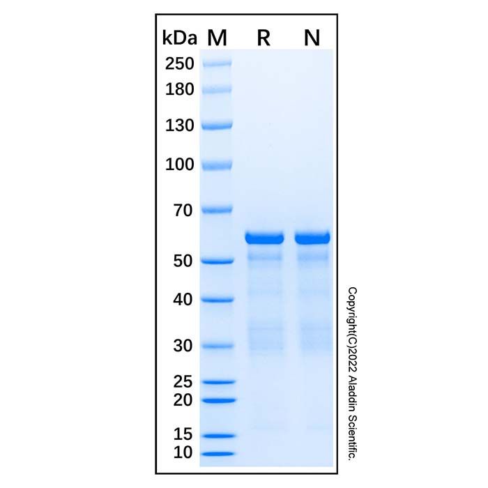 Recombinant Human AKT1 Protein