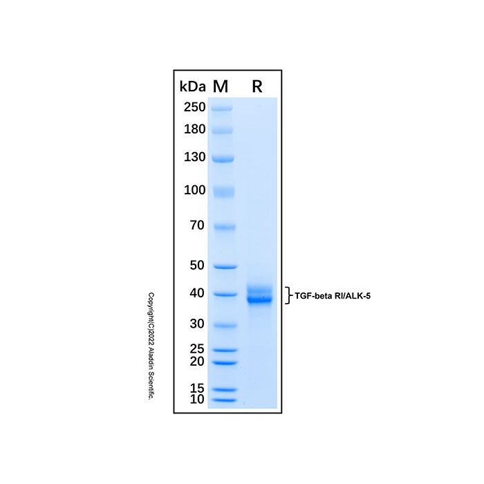 Recombinant Human TGF-beta RI/ALK-5 Protein