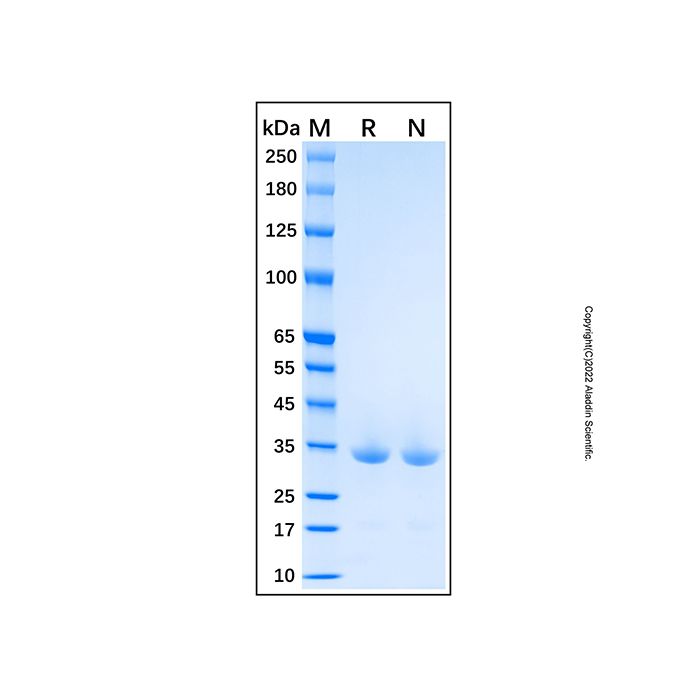 Recombinant Human Cyclophilin A Protein