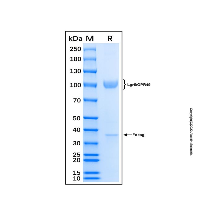 Recombinant Human Lgr5/GPR49 Protein