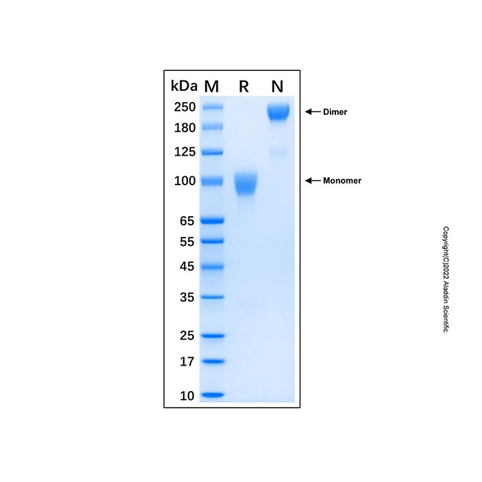 Recombinant Human FGFR3 (IIIc) Fc Chimera Protein