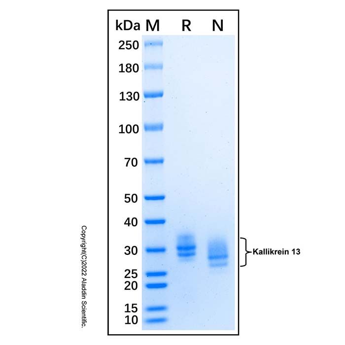 Recombinant Human Kallikrein 13 Protein