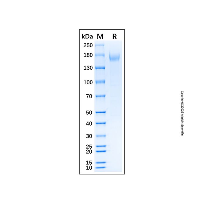 Recombinant Human Pappalysin-2/PAPP-A2 Protein 