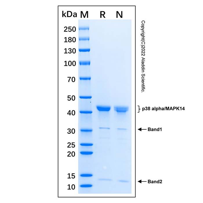 Recombinant Human p38 alpha Protein