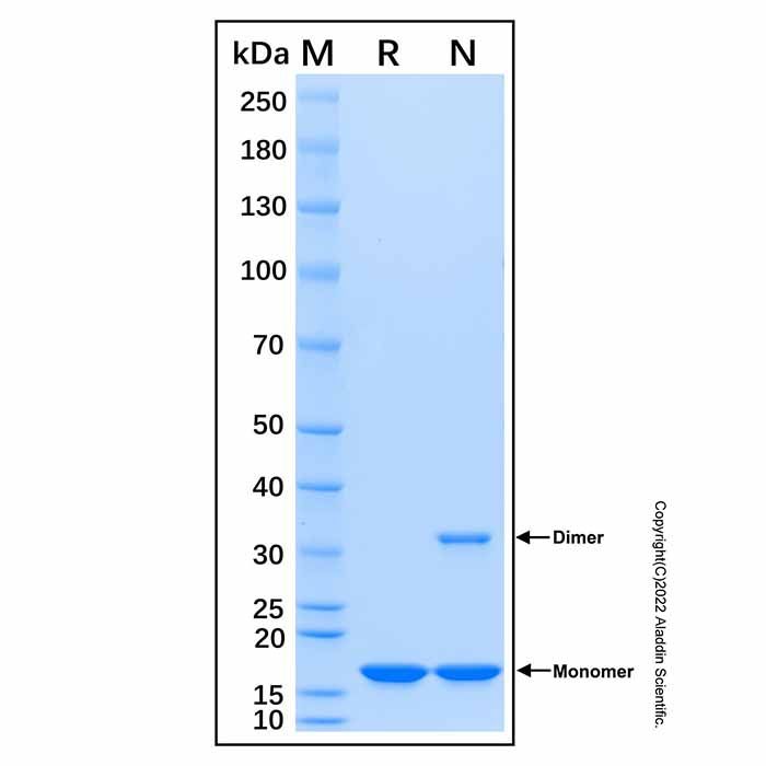 Recombinant Human PDK1 Protein