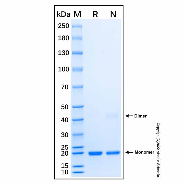 Recombinant Human PLK1 Protein
