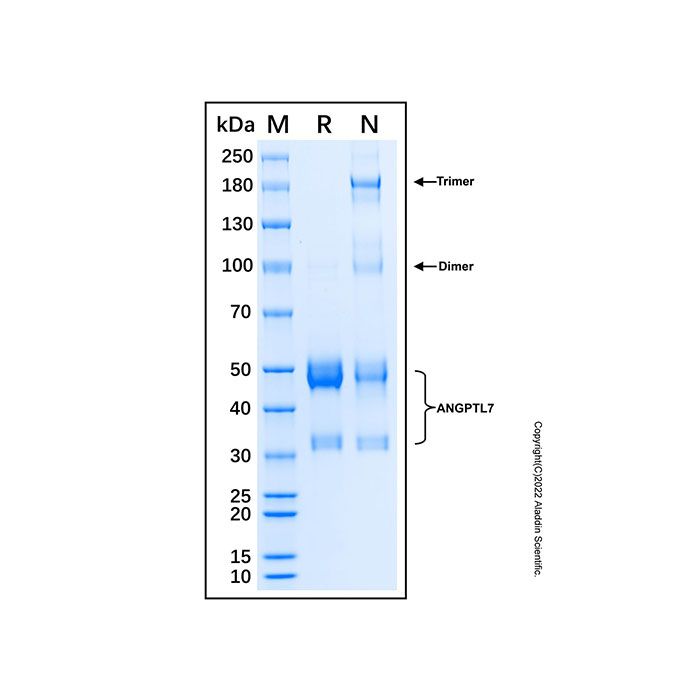Recombinant Human Angiopoietin-like 7 Protein