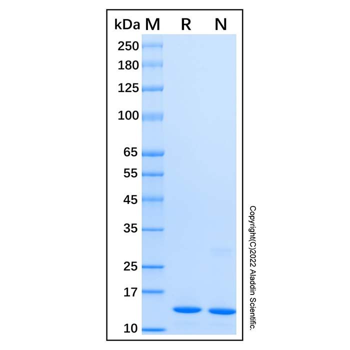 Recombinant Human FABP4 Protein