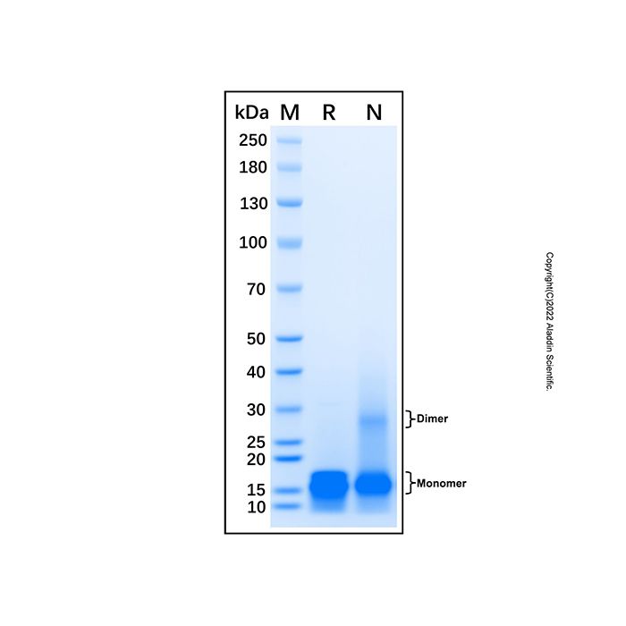 Recombinant Mouse CXCL17/VCC-1 Protein