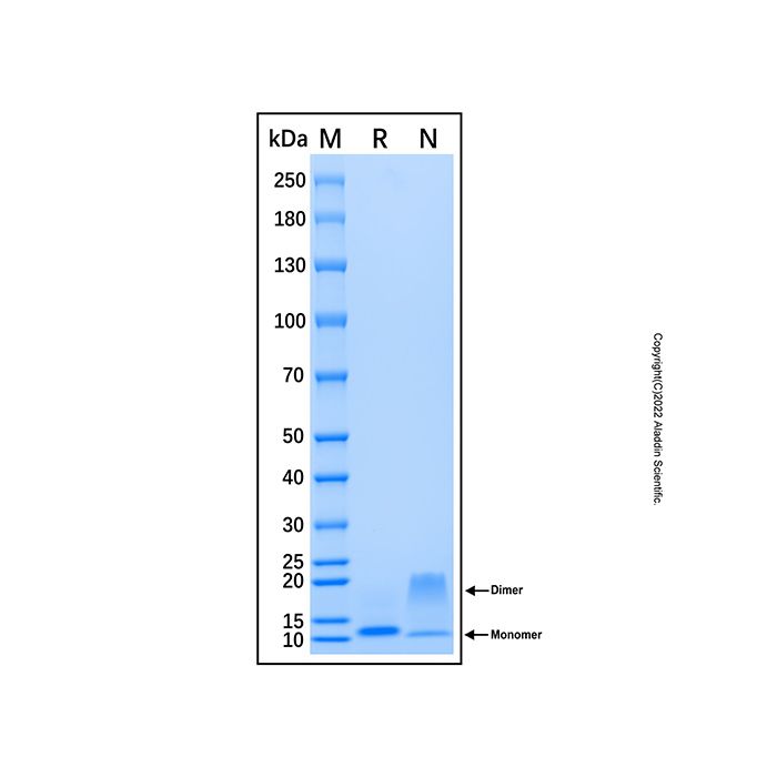 Recombinant Human CCL4L1/MIP-1 beta Isoform LAG-1 Protein